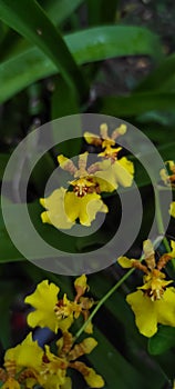 Oncidium flexuosum or beautiful yellow orchid blooming in the garden, abstract nature background