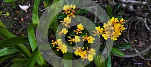 Oncidium flexuosum or beautiful yellow orchid blooming in the garden, abstract nature background