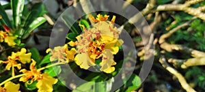 Oncidium flexuosum or beautiful yellow orchid blooming in the garden, abstract nature background