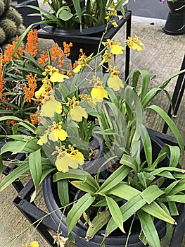 Oncidium flexuosum or Dancing-lady orchid flowers.