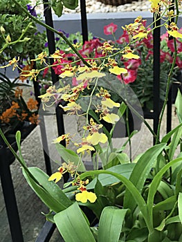 Oncidium flexuosum or Dancing-lady orchid flowers.