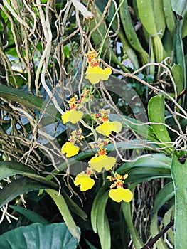 Oncidium flexuosum or Dancing-lady orchid flowers.