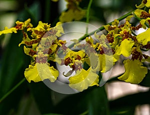 Oncidium flexuosum or Oncidium varicosum or Dancing-lady orchid flowers