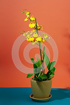 Oncidium golden shower orchid, exotic decorative houseplant, popular smart classy gift, clay pot gardening detail, love