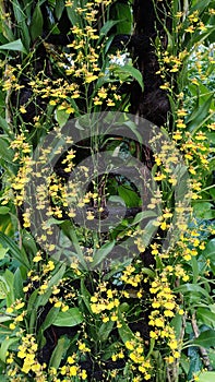 Oncidium goldiana - Oncidium flexuosum X Oncidium sphacelatum