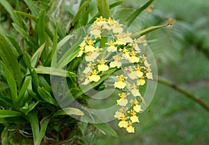 Oncidium goldiana orchids, Golden Shower