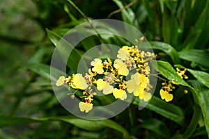 Oncidium goldiana orchids, Golden Shower