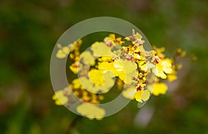 Oncidium goldiana orchids, Golden Shower