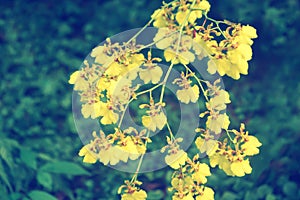 Oncidium Goldiana ,yellow orchid flowers fresh nature backgro