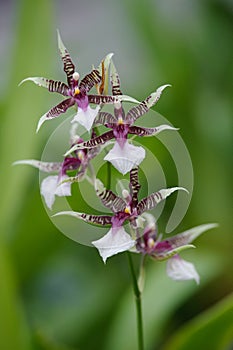 Oncidium hastilabium