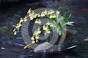 Oncidium hybridum decoration in the pool with fishes