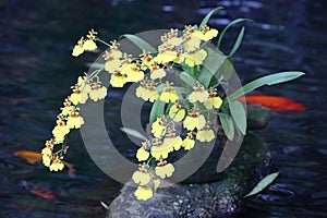 Oncidium hybridum decoration in the pool with fishes
