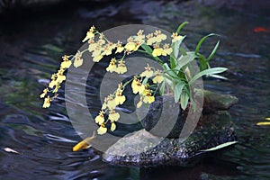 Oncidium hybridum decoration in the pool with fishes photo