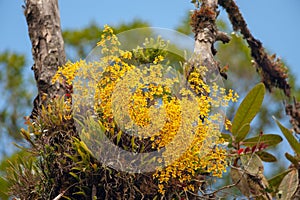 Oncidium orchid