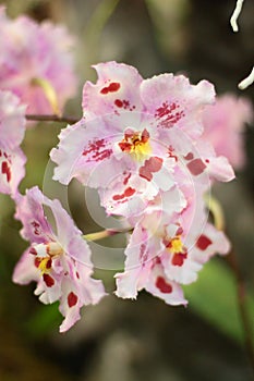 Oncidium orchid