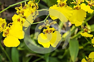 Oncidium or the orchid family Orchidaceae.