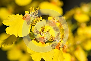 Oncidium orchid flower