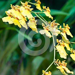 Oncidium orchid flower