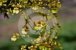 Oncidium orchid with flowers in the park. photo