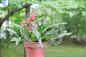 Oncidium Orchid in the Garden