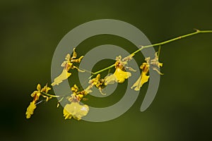 Oncidium orchids have small flowers and stems.