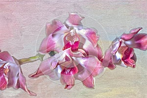 Oncidium orchids, photo art