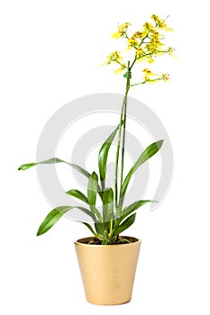 Oncidium overig orchidee