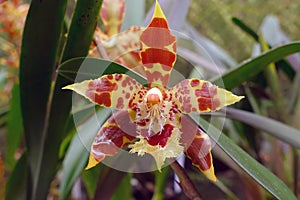 Oncidium, Red and Yellow Flower in a Garden