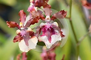 Oncidium Sharry Baby orchid flower