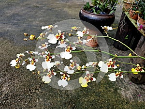 Oncidium snow-white orchid in the garden