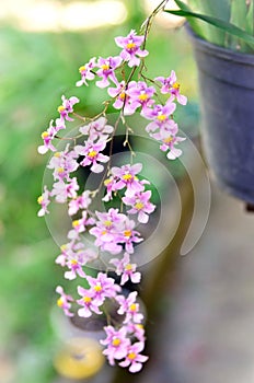 Oncidium sotoanum flowers in the vase in the garden