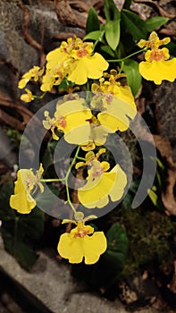 Oncidium varicosum flower and plant