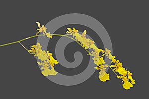 Oncidium yellow Orchid on black background