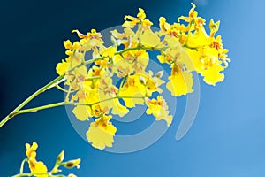 Oncidium yellow Orchid on black background