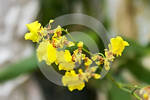 Oncidium yellow Orchid in garden