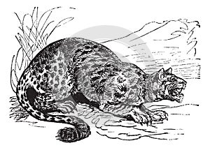 Oncilla or Little Spotted Cat or Tigrillo or Cunaguaro or Tiger Cat or Leopardus tigrinus, vintage engraved illustration photo
