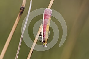 Oncocera semirubella day-flying moth