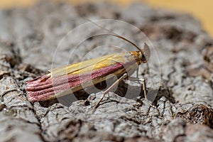 Oncocera semirubella micro moth
