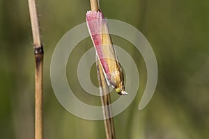 Oncocera semirubella day-flying moth