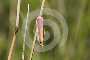 Oncocera semirubella day-flying moth