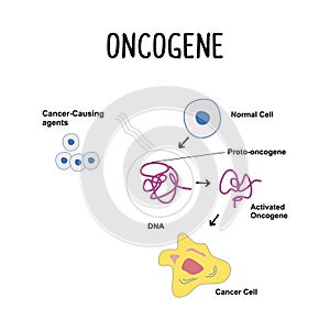 Oncogene: A mutated gene that can promote the growth and division of cells, potentially leading to the development of cancer