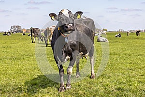 Oncoming cow, dairy, head up and funny curieus looking in a pasture with at the background a herd cows and a blue sky, friesian