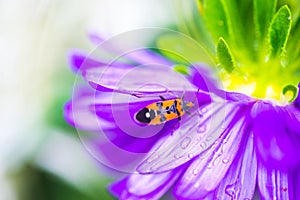 Oncopeltus fasciatus bug is claiming on a violet flower just after a rain and going on an adventure