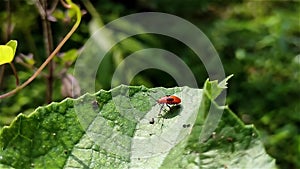 Oncopeltus fasciatus, known as the large milkweed bug, is a medium-sized hemipteran true bug of the family Lygaeidae