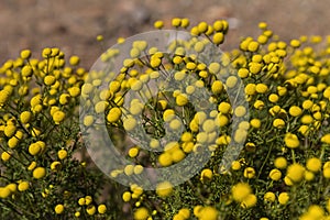 Oncosiphon piluliferum fynbos karoo