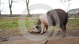 Ond cute piglet walking on grass on warm summer day