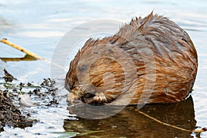 Ondatra zibethicus, Muskrat.