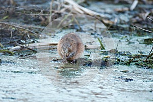 Ondatra zibethicus, Muskrat.