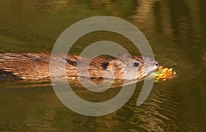 Ondatra zibethicus, muskrat. In the early morning, the animal collects apples on the shore and drags them to its home