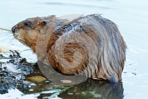 Ondatra zibethicus, Muskrat.